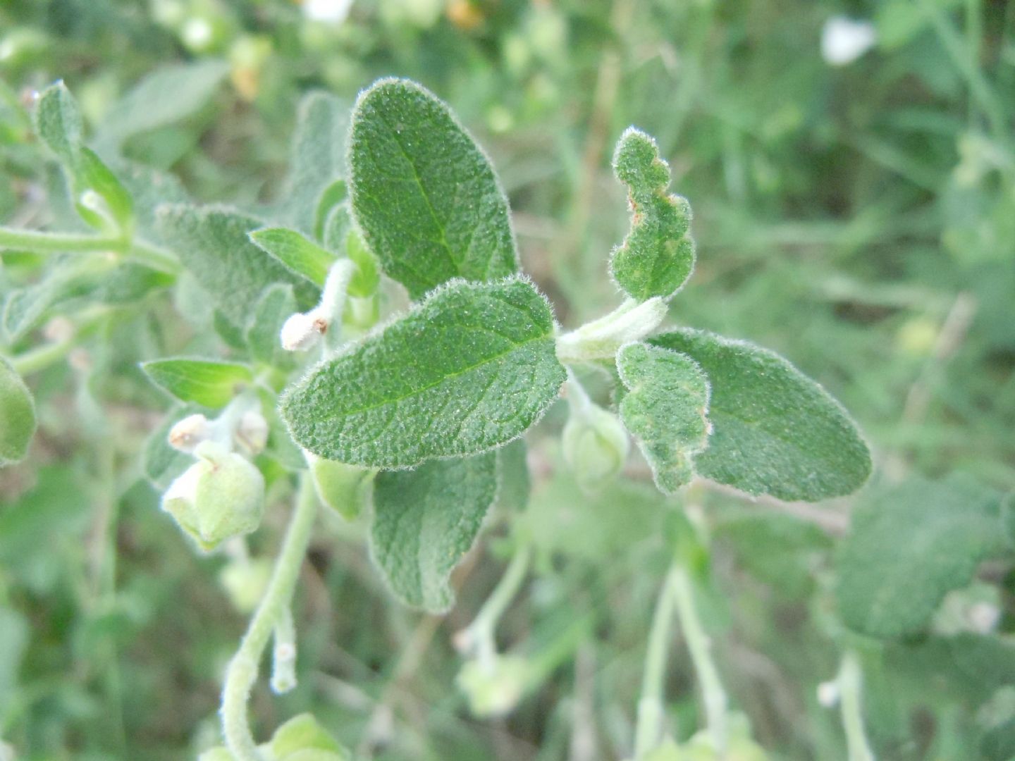 Cistus salviifolius